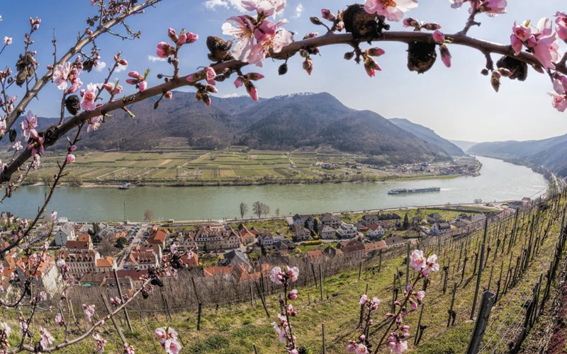 1.marillenbluete-in-der-wachau-2